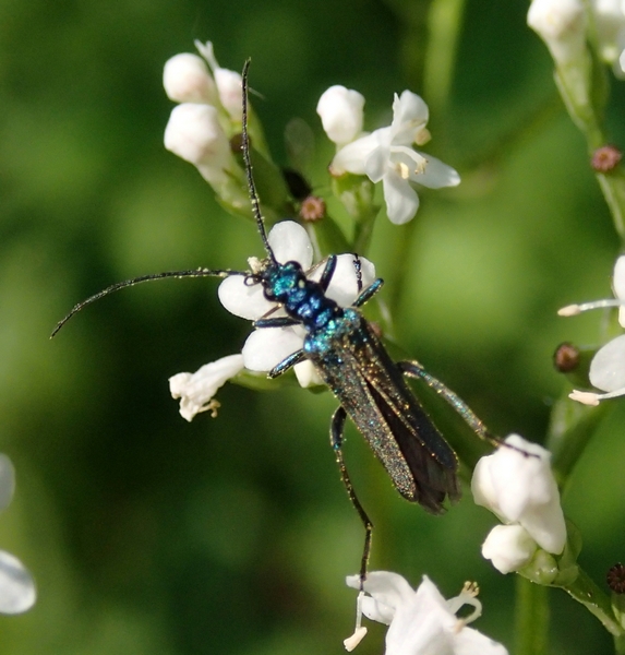 Oedemeridae da Id.: Oedemera nobilis
